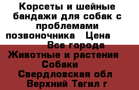 Корсеты и шейные бандажи для собак с проблемами позвоночника › Цена ­ 2 500 - Все города Животные и растения » Собаки   . Свердловская обл.,Верхний Тагил г.